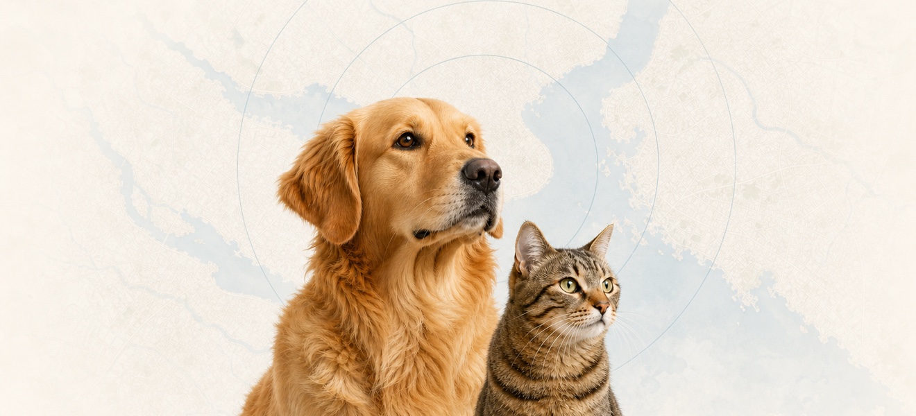 Harita önünde bir köpek ve kedi