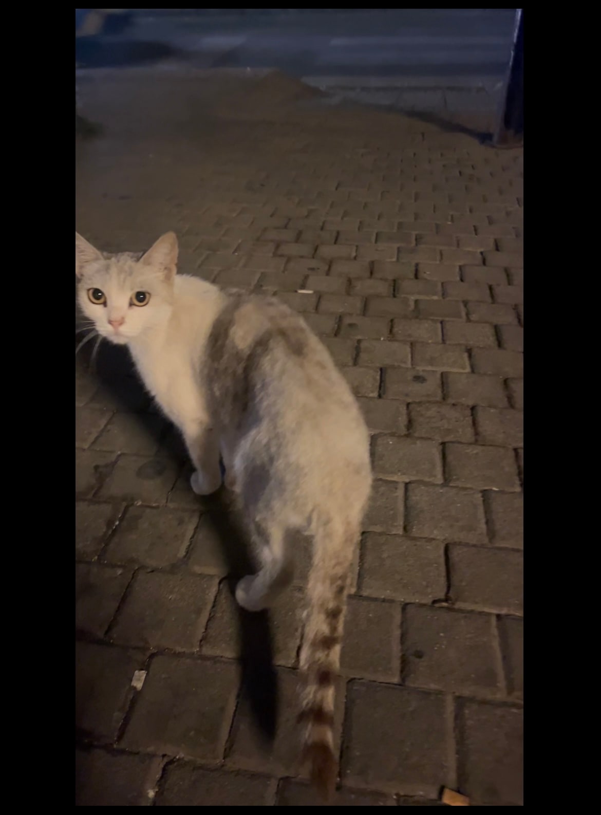 Bulunan hayvan ilan fotoğrafı