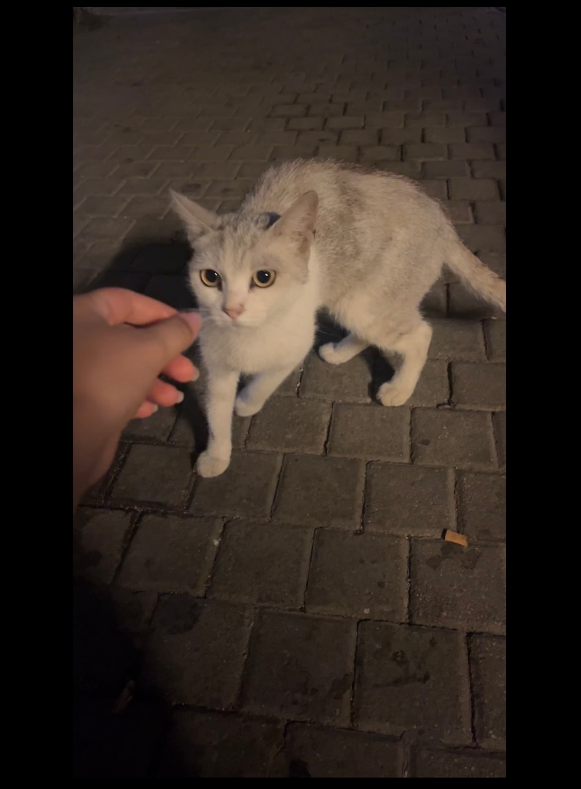 Bulunan hayvan medya 2