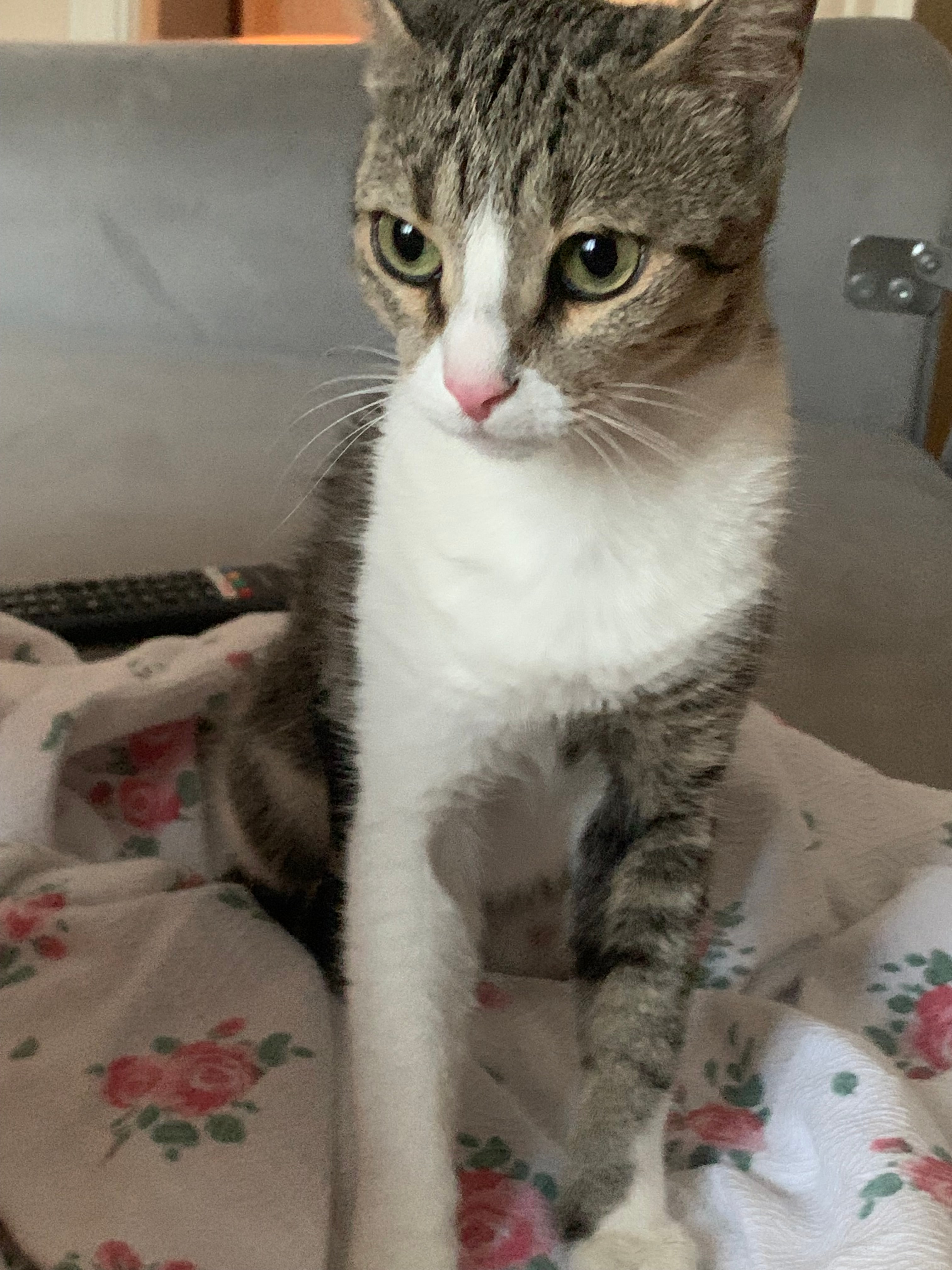 moshi ilan fotoğrafı