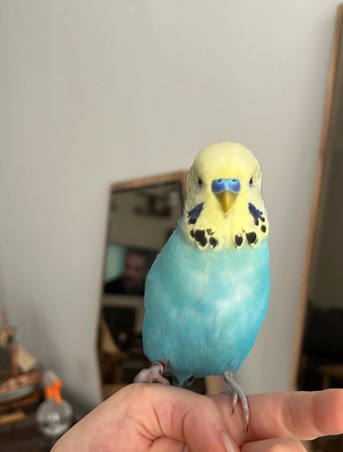 Guguli ilan fotoğrafı